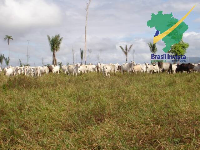 #573 - Fazenda para Venda em Buerarema - BA - 1