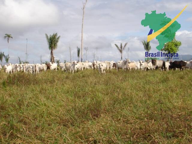 #573 - Fazenda para Venda em Buerarema - BA