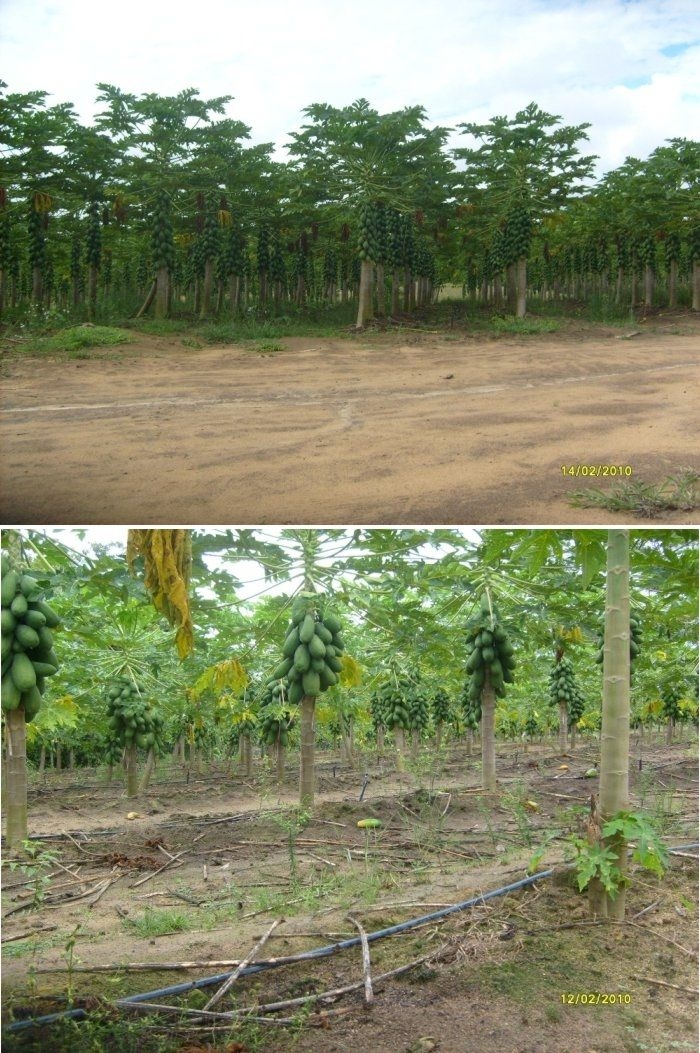 Terreno, 1442 m² - Foto 6