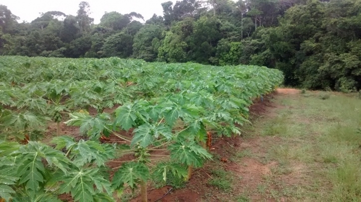 Terreno, 1442 m² - Foto 8