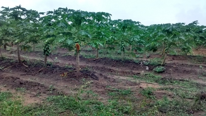 Terreno, 1442 m² - Foto 12