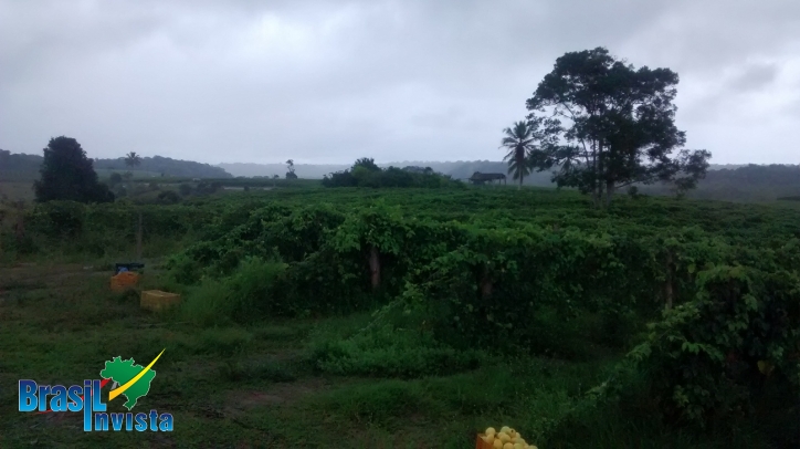 Terreno, 1442 m² - Foto 13