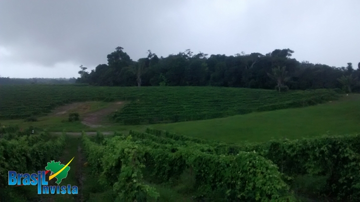 Terreno, 1442 m² - Foto 14