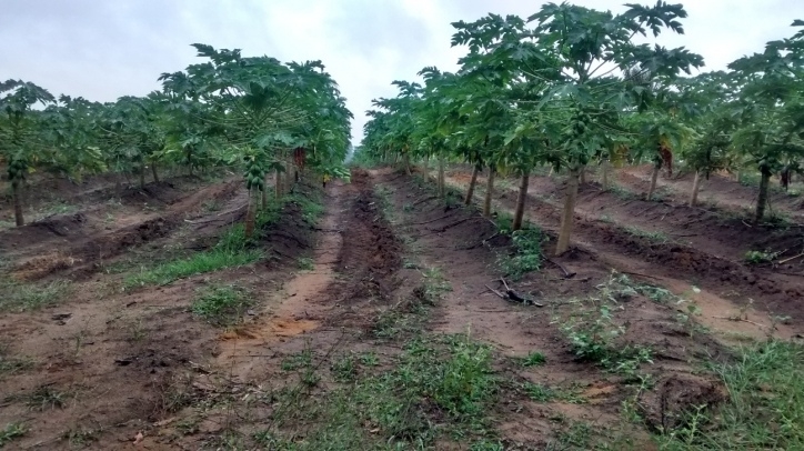 Terreno, 1442 m² - Foto 15