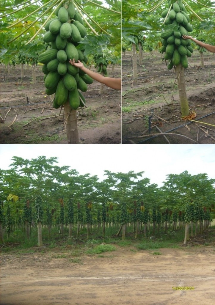 Terreno, 1442 m² - Foto 16