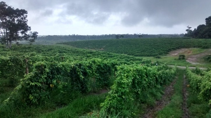 Terreno, 1442 m² - Foto 18