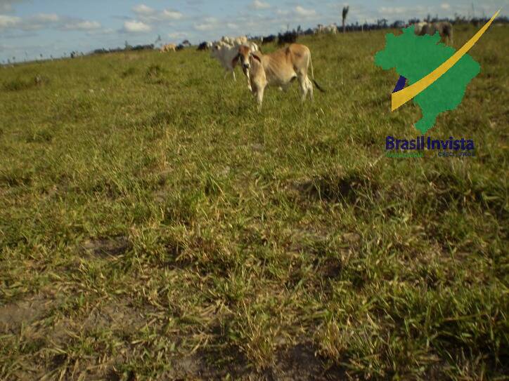 Terreno, 1268 hectares - Foto 10