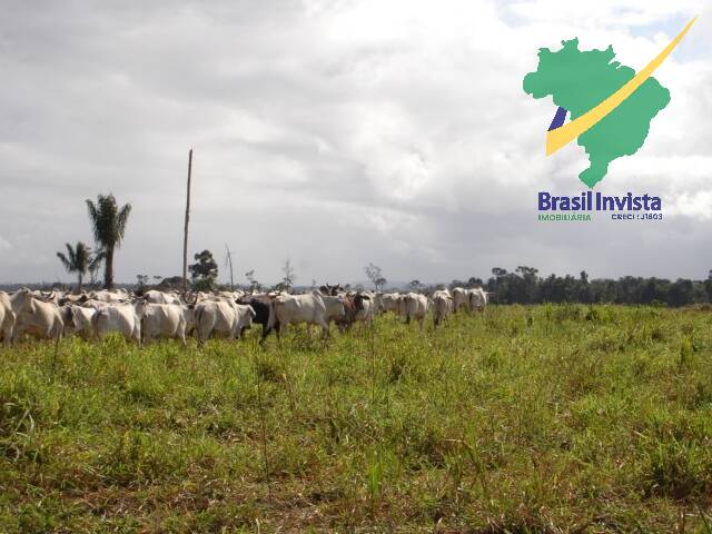 Terreno, 1268 hectares - Foto 18