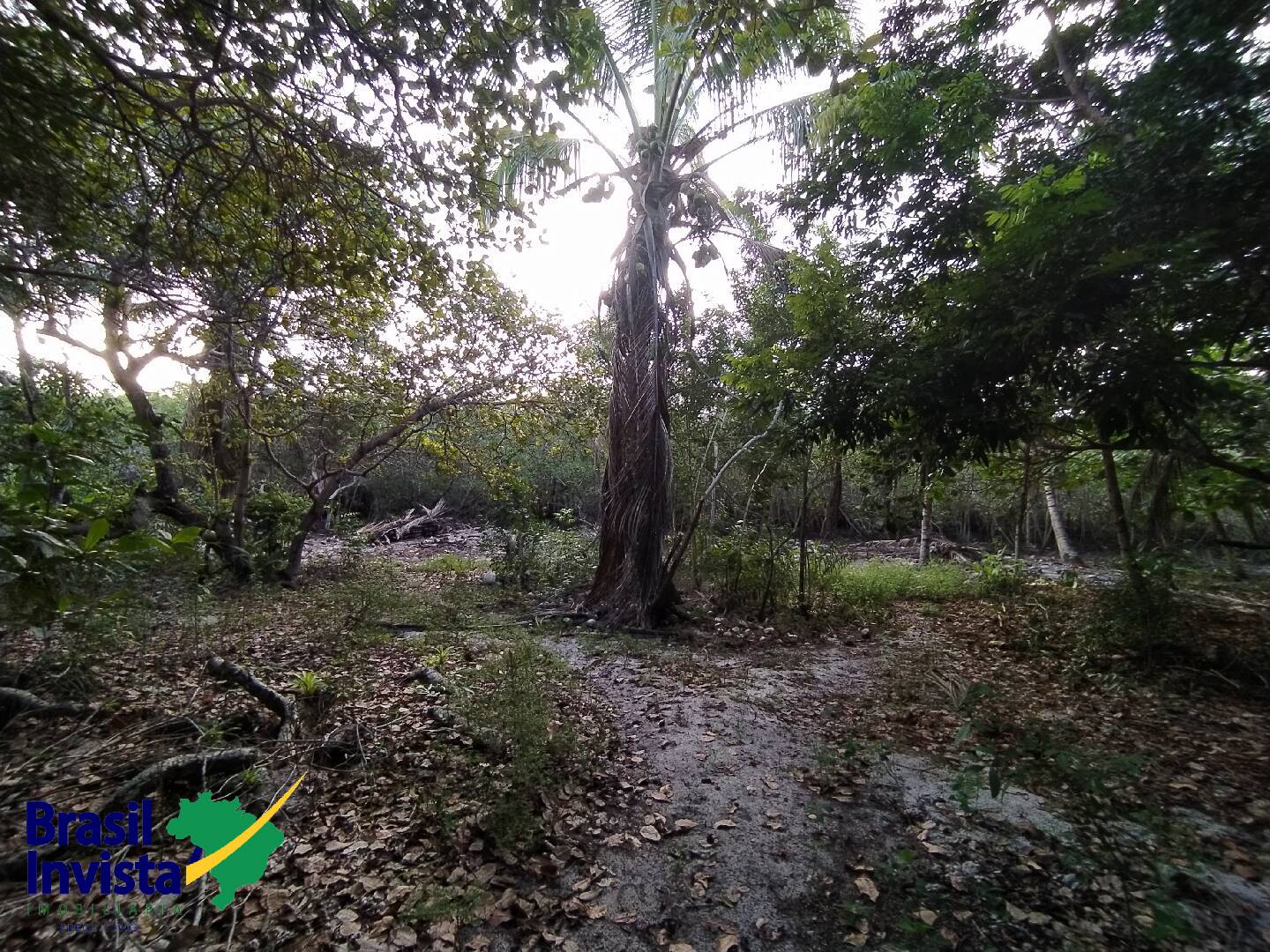 Terreno, 2600 m² - Foto 7