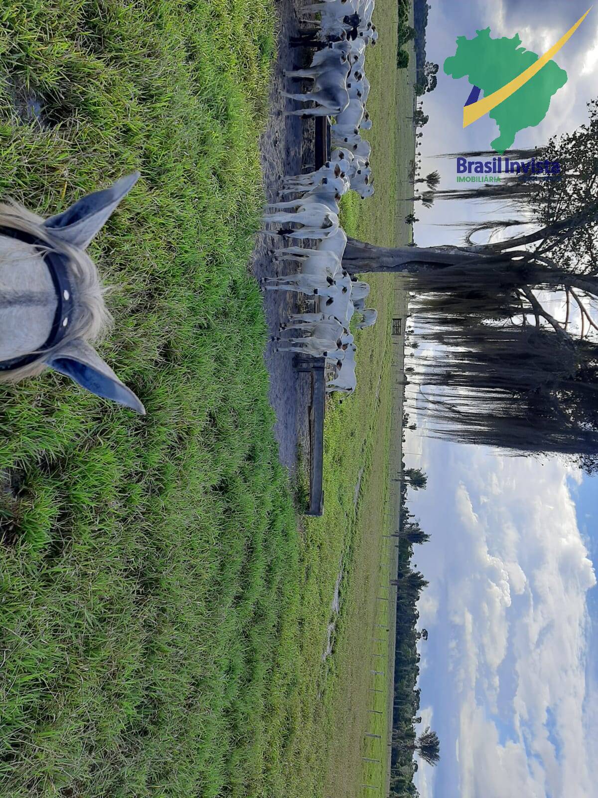 Terreno, 1268 hectares - Foto 20