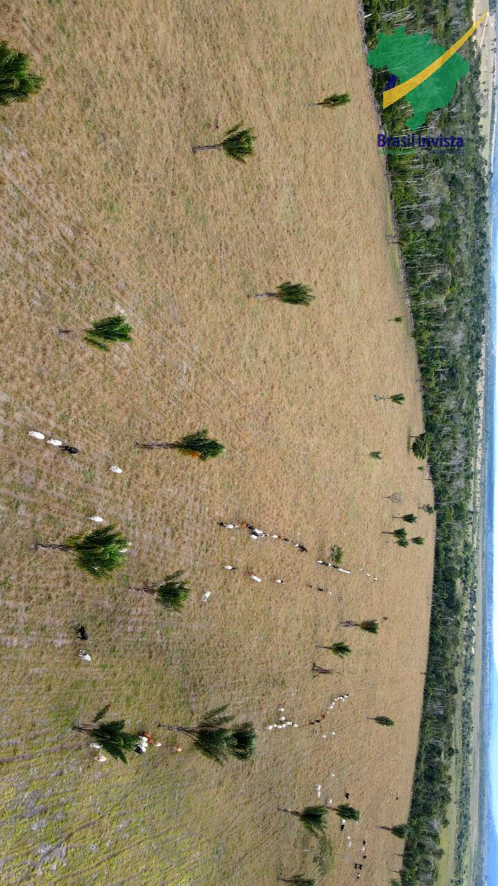 Terreno, 1268 hectares - Foto 35