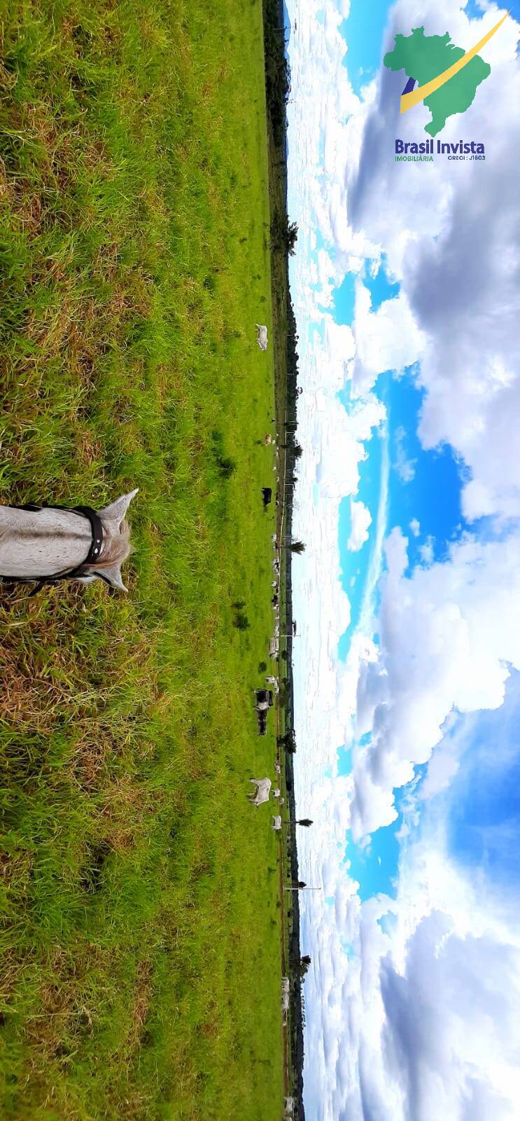 Terreno, 1268 hectares - Foto 43