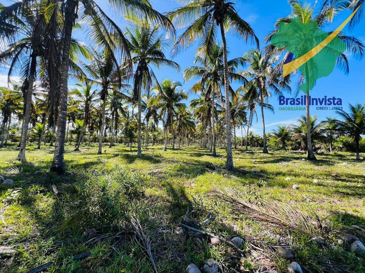 Terreno, 12 hectares - Foto 3