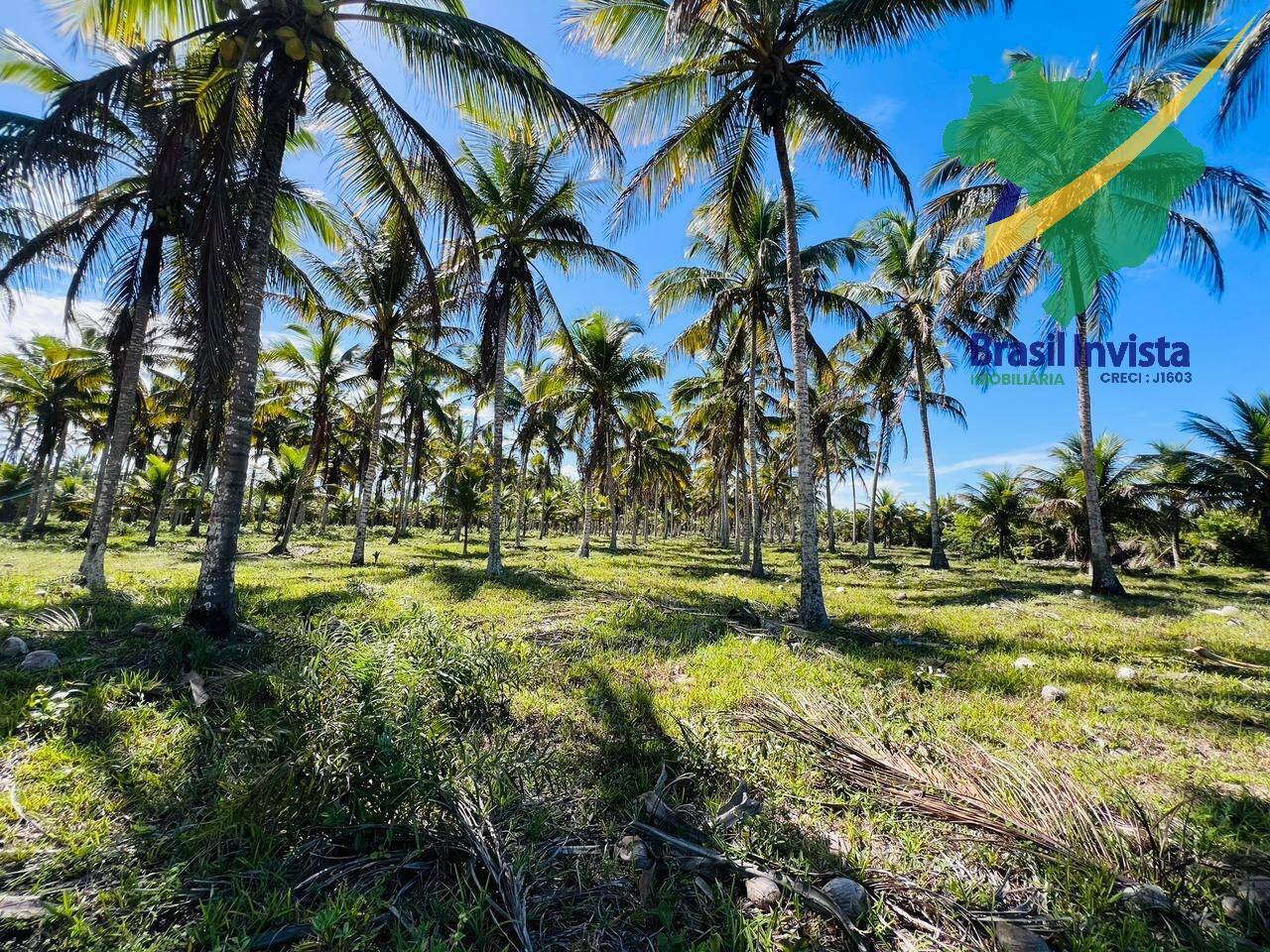 Terreno, 12 hectares - Foto 13