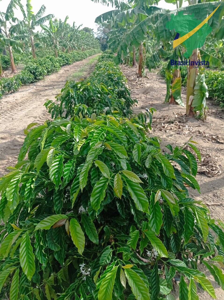 Fazenda, 3 quartos - Foto 16